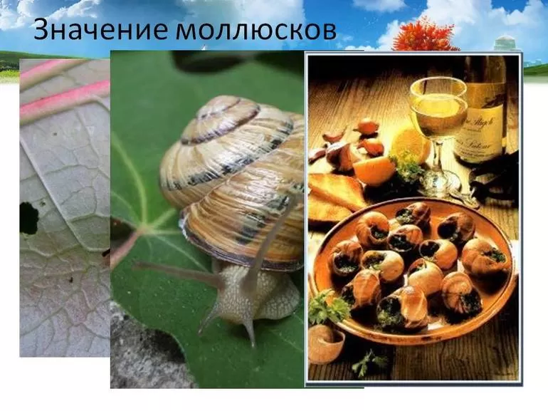 Моллюски — важнейшая часть системы