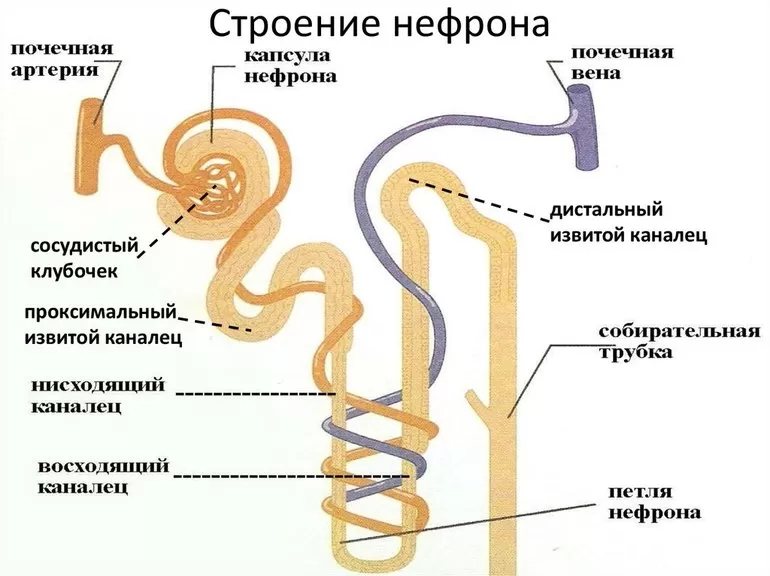 Физиология нефронов
