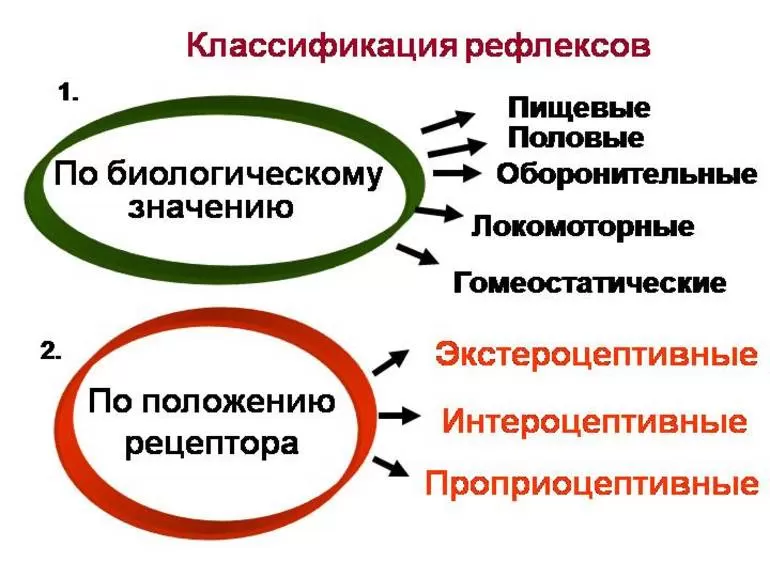 Виды рефлексов могут быть различными