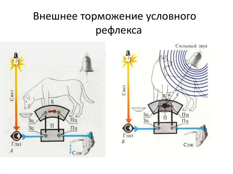 Отличия между условными и безусловными рефлексами