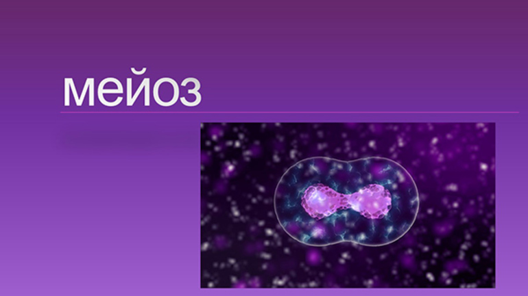 Мейоз в биологии: клеточное деление с образованием гамет