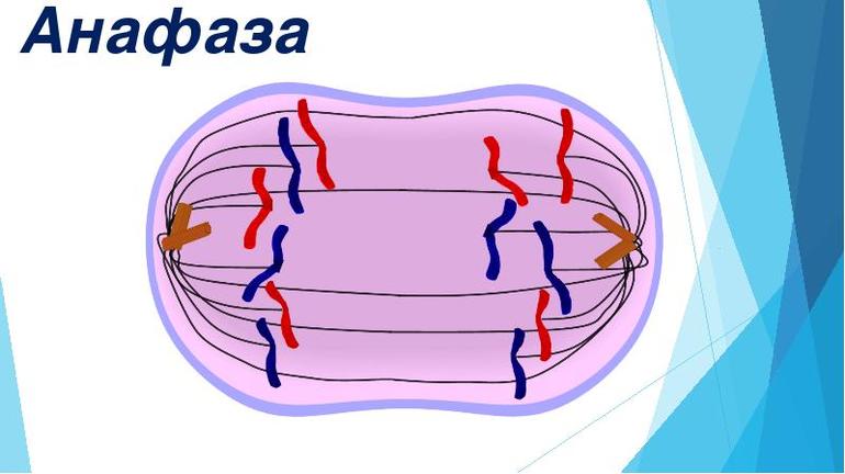 Анафаза клетки