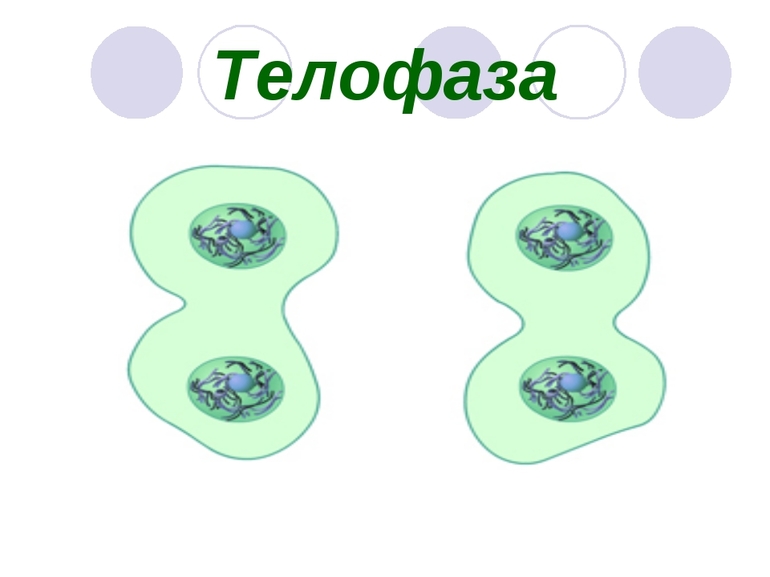 Телофаза II
