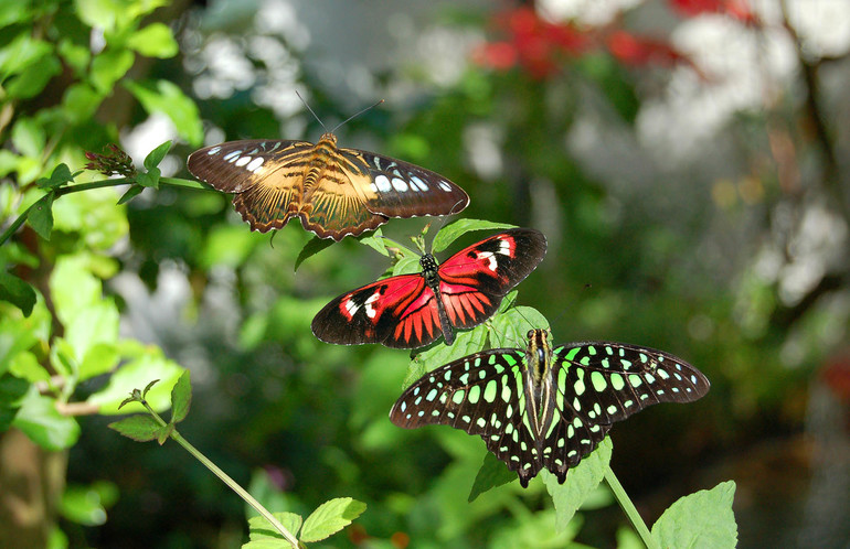 Виды бабочек в живой природе 