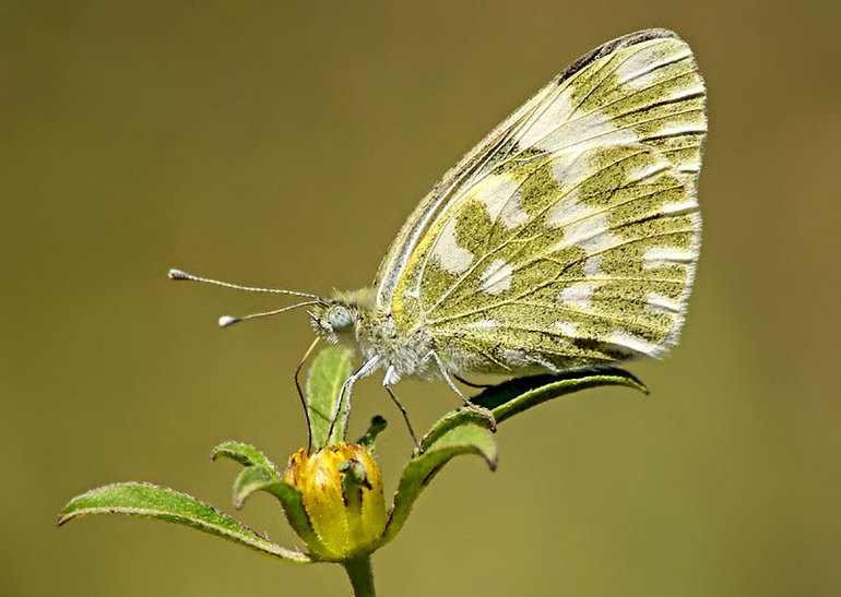 Бабочка Белянка-зеленушка