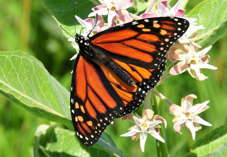 Бабочка-монарх 