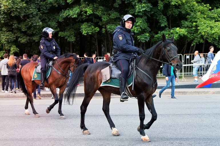 Лошадь-полицейский