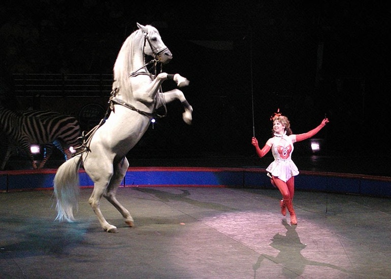 Лошадь в цирке