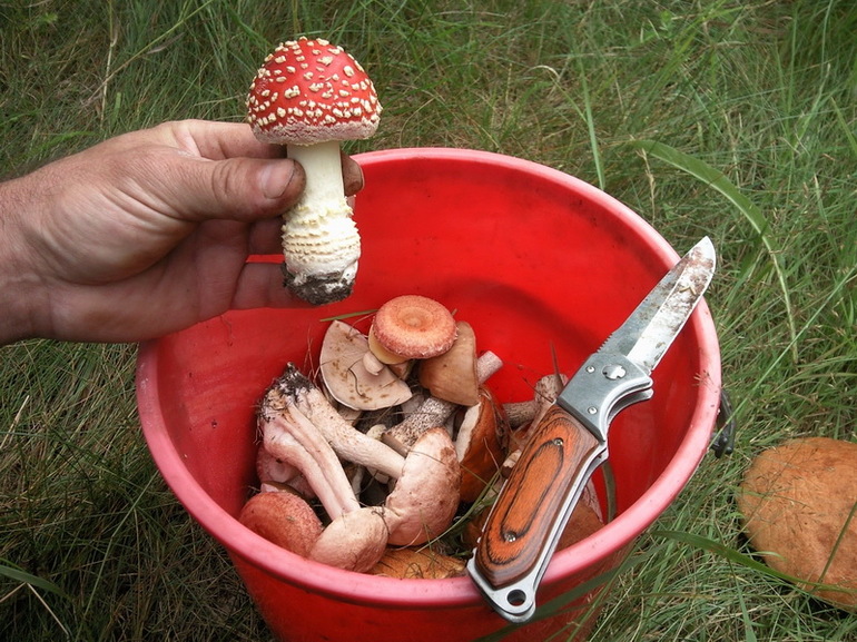 Сбор грибов мухоморов