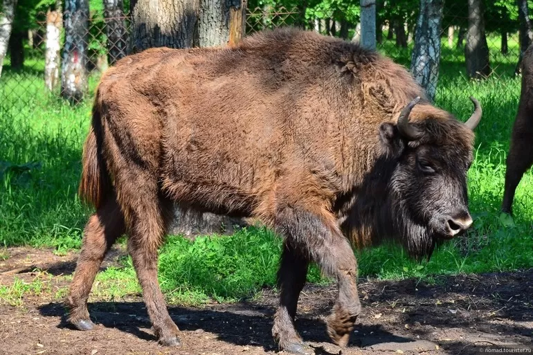 Сообщение о зубре