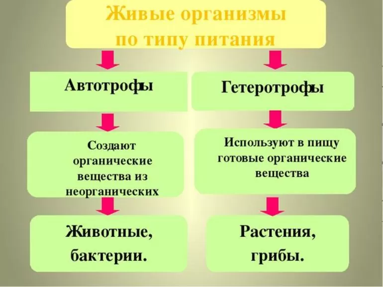 Автотрофы и гетеротрофы определение