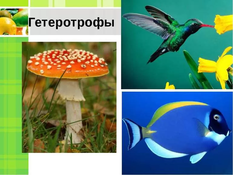 Гетеротрофы это в биологии