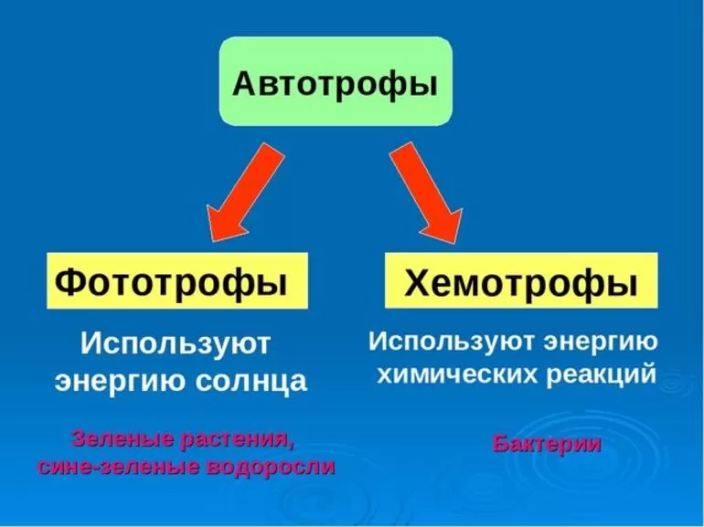 Автотрофы отличаются от гетеротрофов тем что