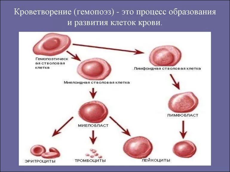 Постэмбриональный гемопоэз