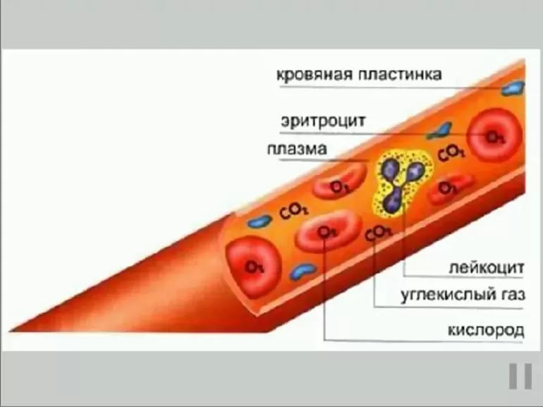 Регуляция гемопоэза