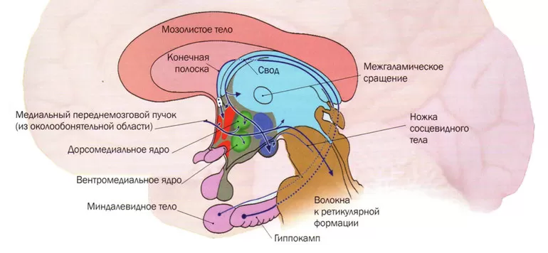 Внс