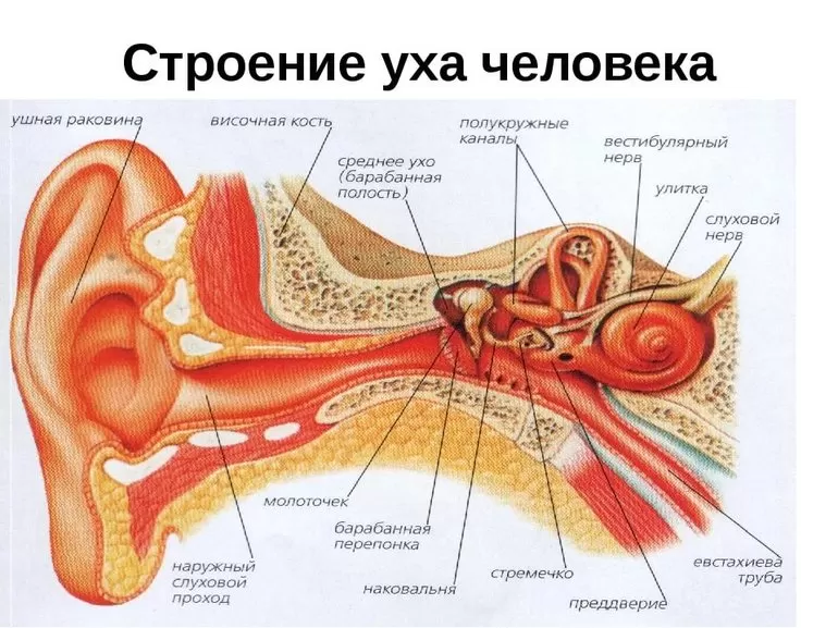 Ухо, схема с описанием