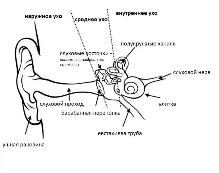 Строение уха человека