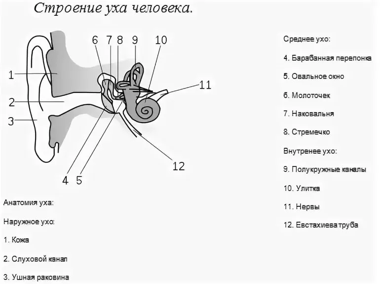 Из чего состоит ухо человека
