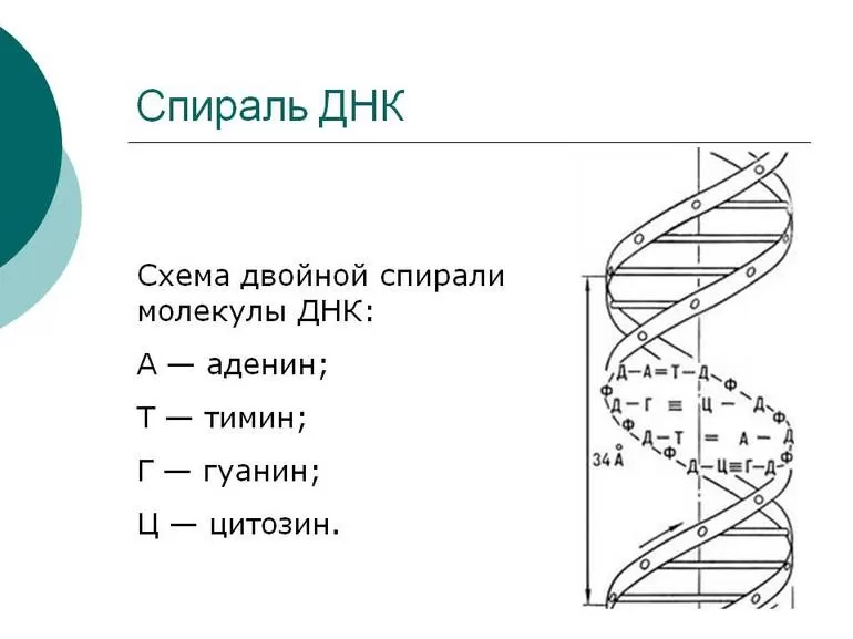 Биотехнология и генная инженерия