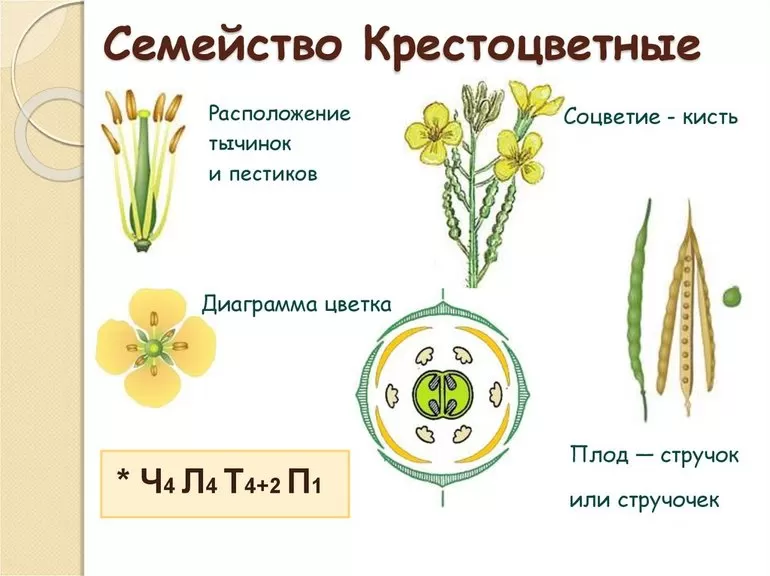 Описание и общие признаки крестоцветных