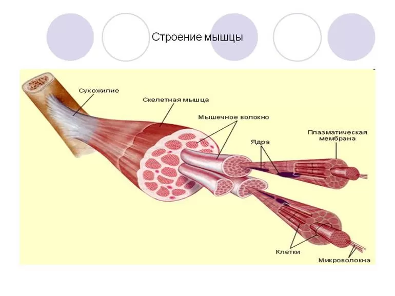 Механизм сокращения мышц