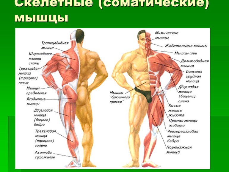 Скелетные мышцы: строение