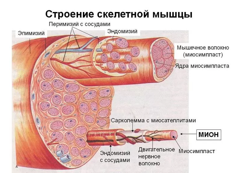 Строение мышцы