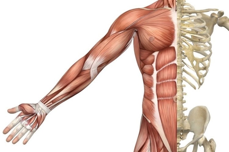 Строение скелетной мышцы