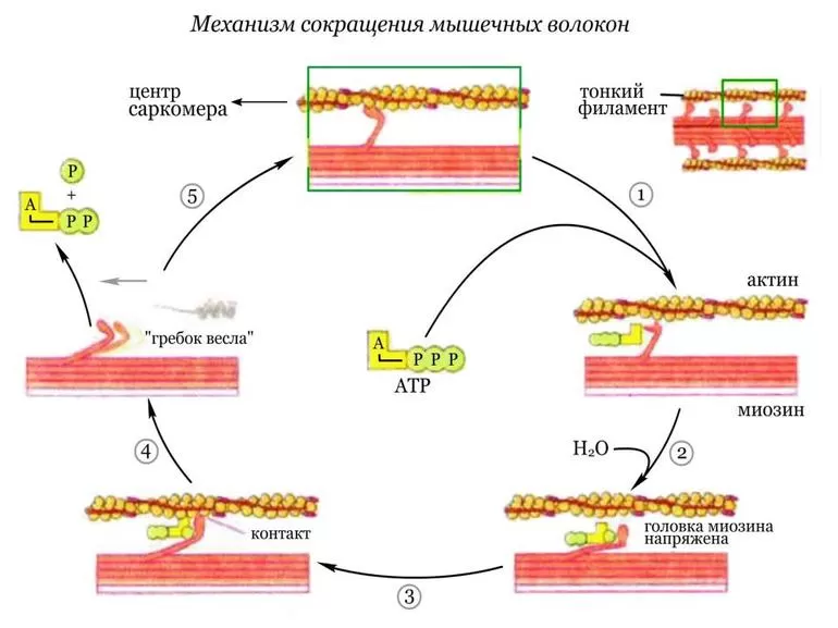Функции скелетных мышц