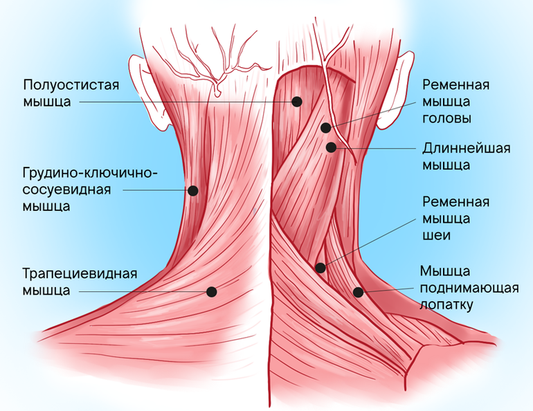 Особенности строения шейных мышц