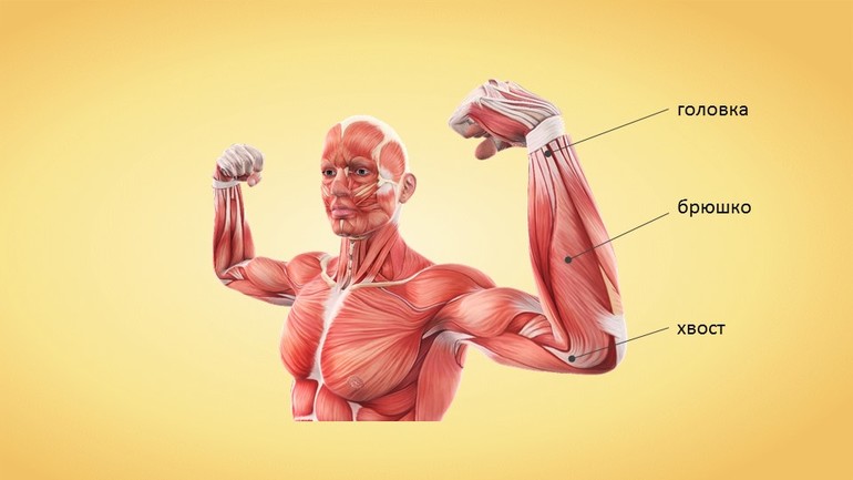 Строение скелетной мышцы человека