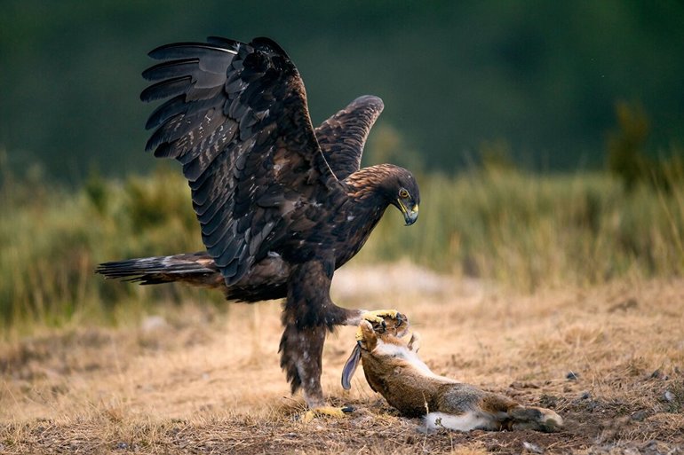 Охота и рацион орла