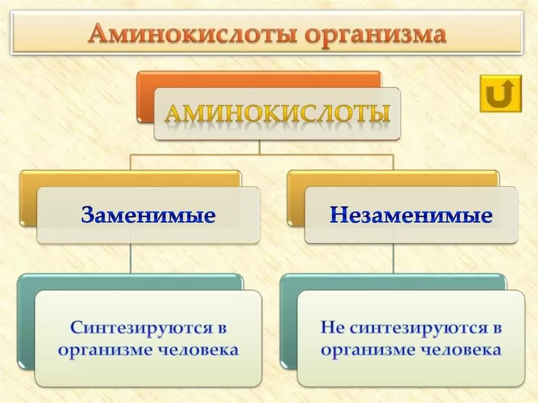 Аминокислотные соединения роль в физиологических процессах