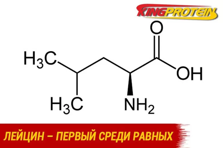 Виды и свойства белковых аминокислот в человеческом организме