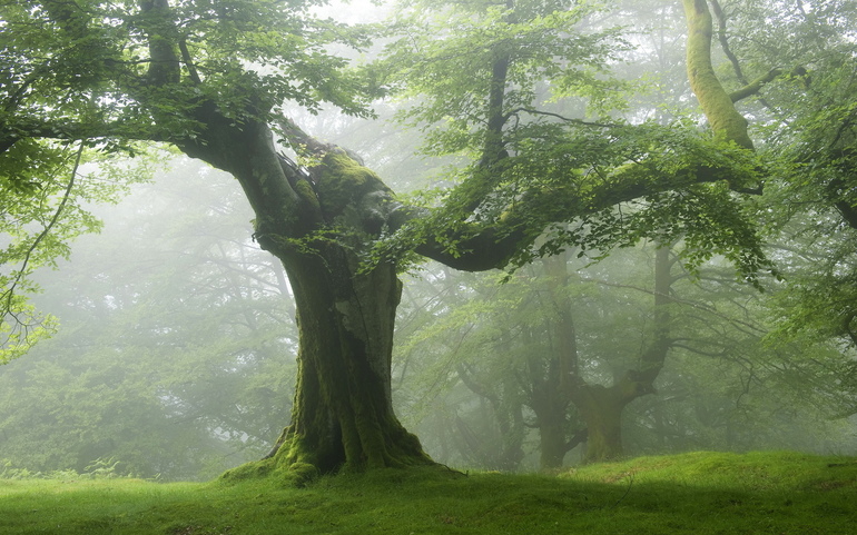 Дерево — это многолетний и довольно крупный организм