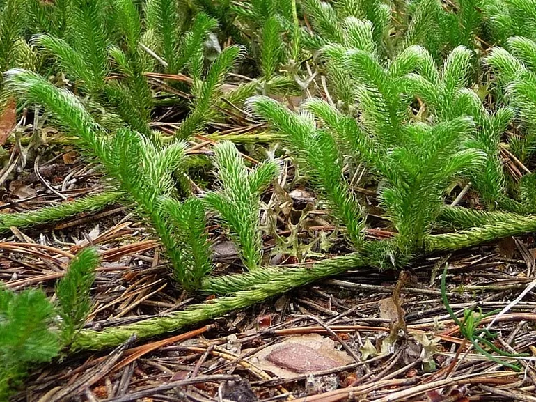 Плауноподобные (Lycopodiophyta)