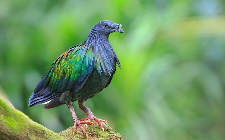 Андаманский голубь