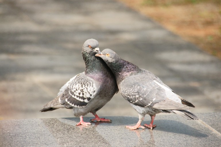 Способ общения голубей