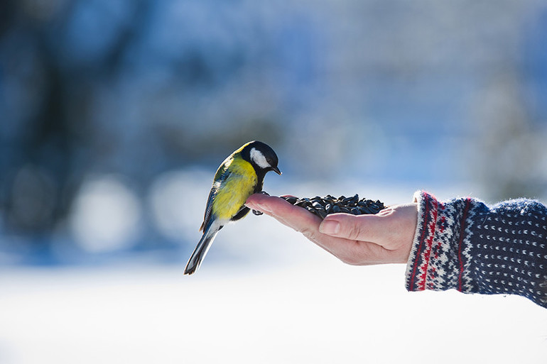 Помогать птицам зимой
