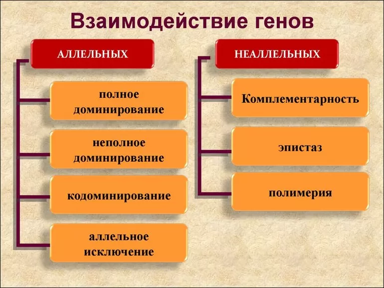 Типы взаимодействий аллельных генов в организме