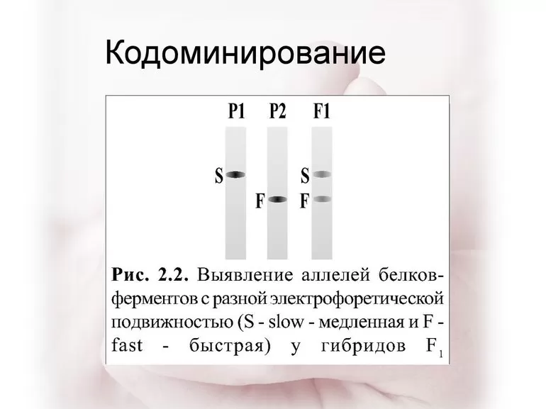 Взаимодействия аллельных генов в организме