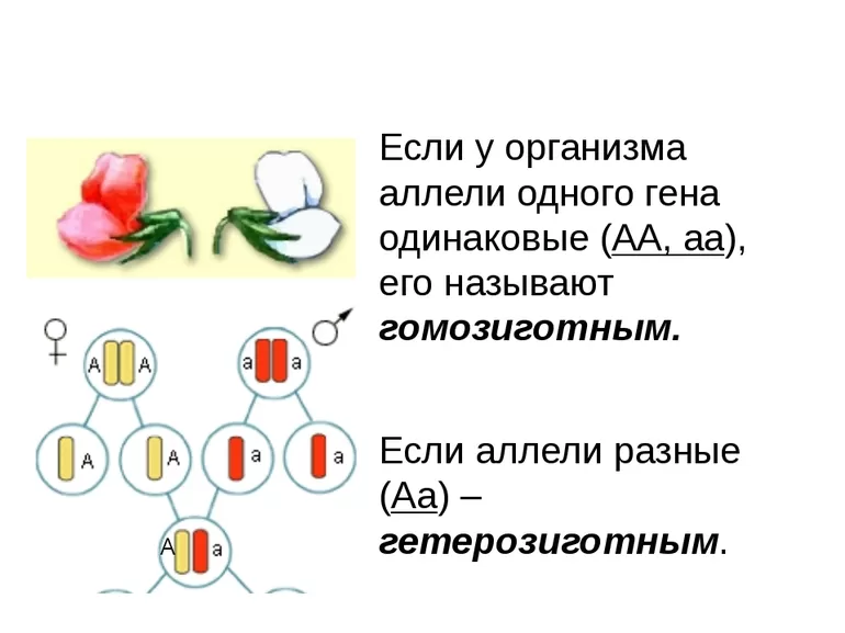 Причины отклонений от менделевских расщеплений