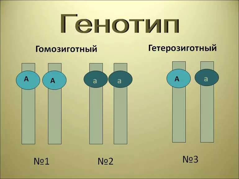 Летальность некоторых комбинаций аллелей