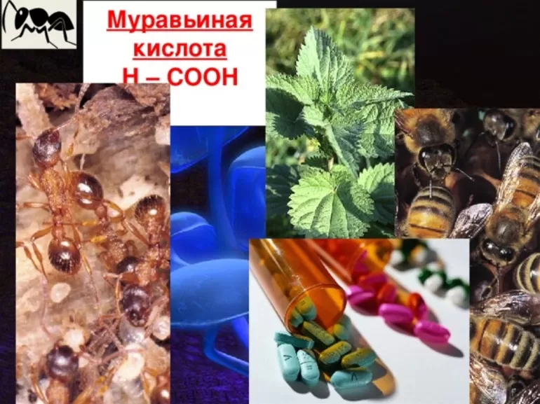 Сфера применения муравьиной кислоты