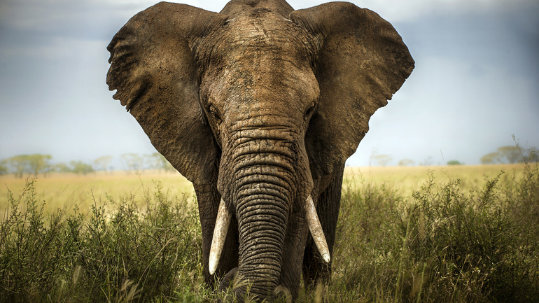 Величественное животное — слон
