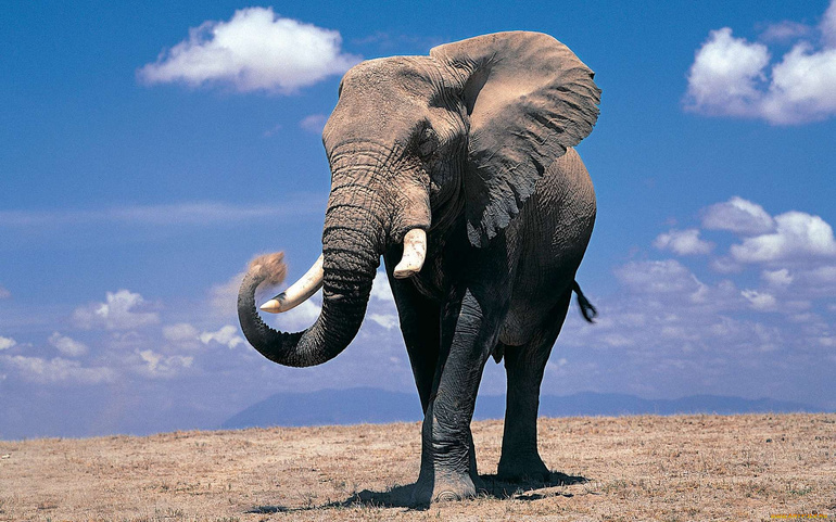 Наземное животное слон 