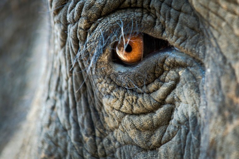 У слонов маленькие глаза.