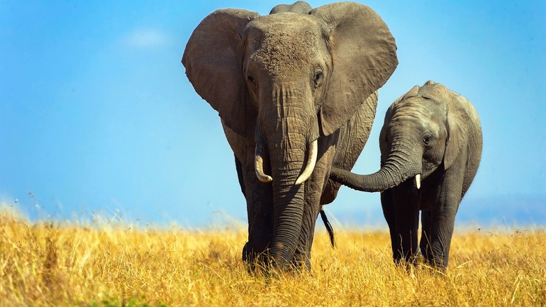 В дикой природе африканские слоны