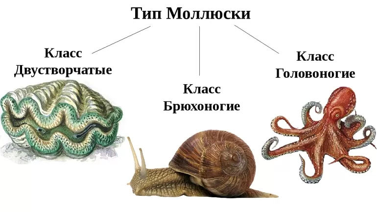 Класс брюхоногие типы